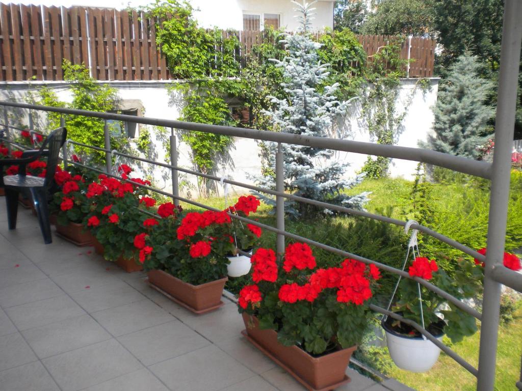 Pension Cluj Cluj-Napoca Exterior foto